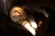 天天酷跑猫小魅技能解析与游戏攻略-提升游戏表现