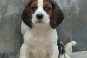 比格犬价格解析,多少钱才能买到健康的比格犬