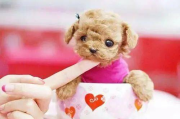 茶杯犬多少钱一只，价格构成与选购指南