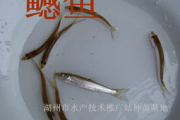 鳡鱼多少钱一斤,市场价格与选购指南