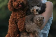 巨型贵宾犬价格解析,市场行情与选购指南