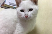 猫多少钱,价格影响因素与购买指南