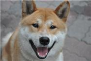 秋田犬价格解析,不同品级与地区差异详解