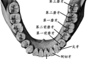 一颗植牙多少钱,价格构成与影响因素全面解析