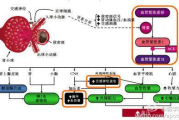 玻尿酸一针多少钱,价格因素与选购指南