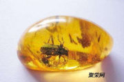 琥珀多少钱？市场价格与价值影响因素全面解析