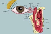 整鼻子需要多少钱,全面解析鼻整形价格因素与性价比选择