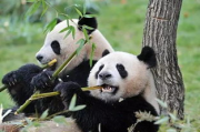 熊猫多少钱,国宝价值与保护政策解析