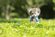 泰迪犬价格解析,从宠物级到赛级的市场行情与选购指南