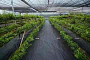 防草布多少钱一平米,价格因素与选购指南