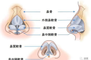 做鼻子大概多少钱：全面解析鼻子整形手术费用与影响因素