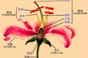 梦幻西游手游情花染色攻略,打造独特个性角色