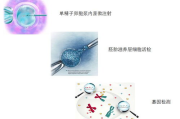 试管婴儿费用全解析,不同技术类型价格差异与影响因素分析